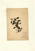 藏品(魯花樹)的圖片